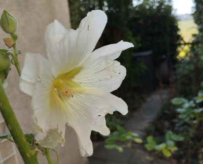 Eine kleine Ueberraschung. Frueher gab's hier viele Stockrosen, aber jetzt scheint diese alleine zu sein.