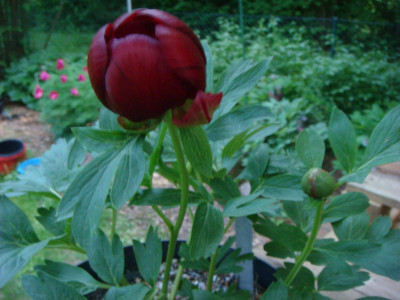 Paeonia peregrina.JPG