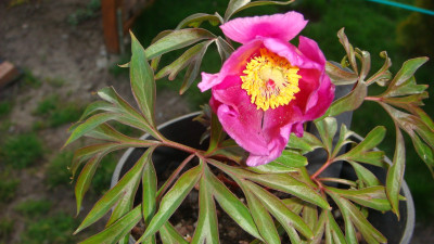 Paeonia hybrida