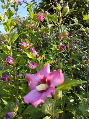 Hibiscus_2.jpg