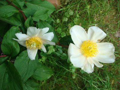 Paeonia officinalis. Wildart.