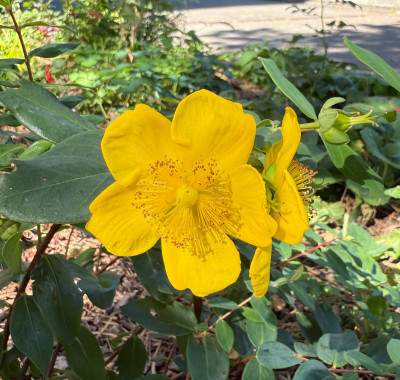 IMG_7800.jpeg