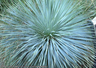 Yucca_rostrata_Sapphire_Skies.jpg