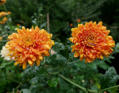 Chrysanthemum `Weiterstadt´