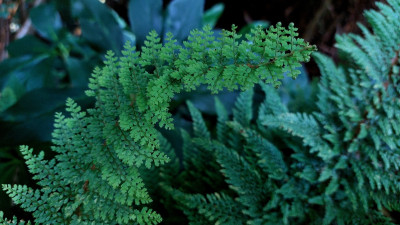 Polystichum `Plumosum densum ´, Detail