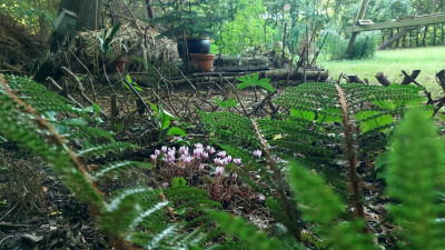 Cyclamen hederifolium, aus der Sicht von P. polyblepharum