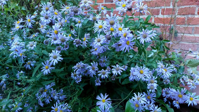 Aster frikartii `Mönch ´, Dauerblüher