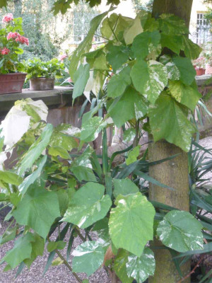 pan-Sparmannie-2-.jpg