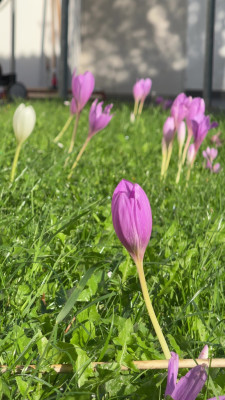 IMG_2412.jpeg
