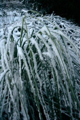 Gras_im_Schnee.JPG