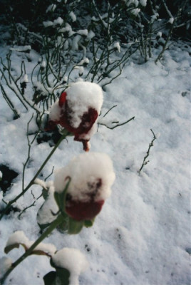 Erotica_im_Schnee.JPG