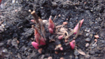 Paeonia emodi kaschmir.