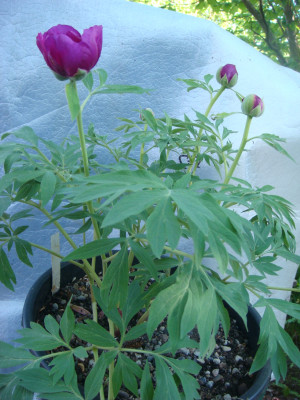 P. officinalis.JPG