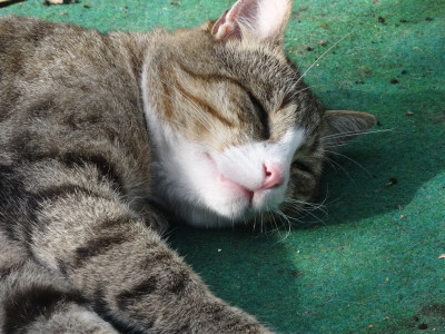 willie06.jpg