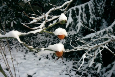 Hagebutten_im_Schnee.JPG