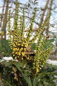 DSC_0336_Mahonie_1.jpg