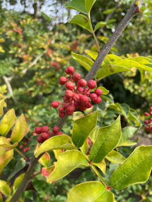 Zanthoxylum simulans Beeren Sept 2025.jpg