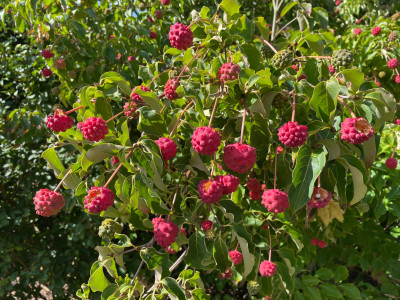 Cornus kousa Fruchte Sept 2025.jpg