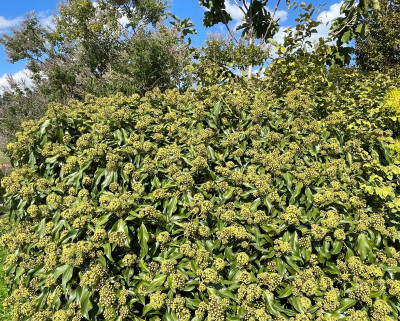 Hedera colchica Fall Favorite Sept 2025.jpg
