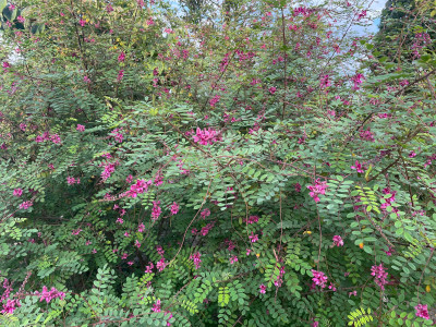 Indigofera howellii Reginald Cory Sept 2025.jpg