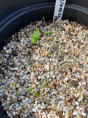 Lindera angustifolia germination September 2025.jpg