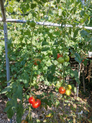 Tomate 20250920.jpeg