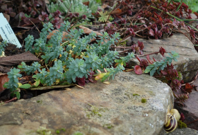 Euphorbia_capitulata.23-1.jpg