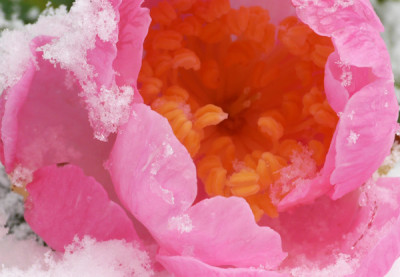 Plantation-Pink-im-Schnee-n.jpg