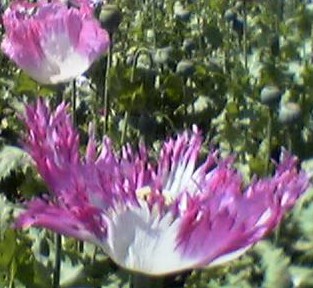 Mohn_pinkwei_unbekannt.jpg