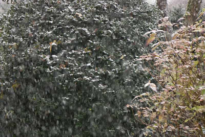 Schneegestoeber-Nov2108.jpg
