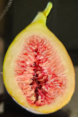 LDA Hortensis Herbstfeige innen.jpg
