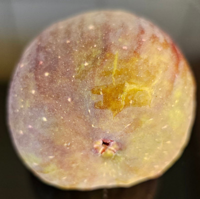 LDA Hortensis Herbstfeige aussen2.jpg