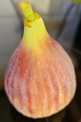 LDA Hortensis Herbstfeige aussen1.jpg