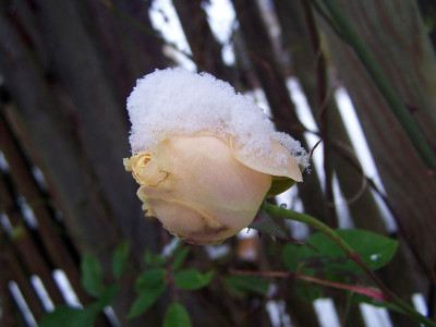 000_0082_ed800.jpg