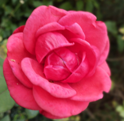 Rot_250922.jpg
