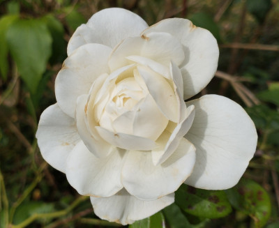 Weiss_250922.jpg