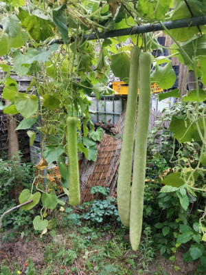 Zucchini lunghe 20250921.jpeg