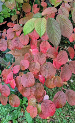 20250922_154943 Vib plic Rotundifolium.jpg