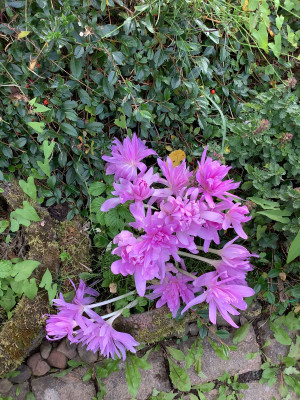 IMG_0645.jpeg