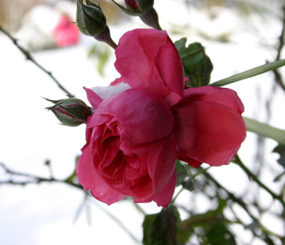 Winter0908.jpg