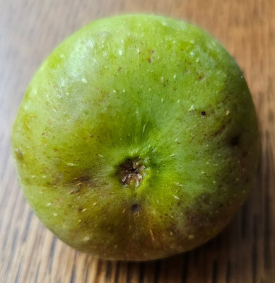 Marot FDM Herbstfeige aussen2.jpg