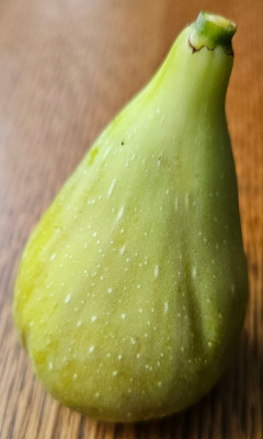 Marot FDM Herbstfeige aussen1.jpg