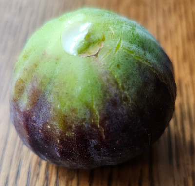 Rossi di Trani Hortensis aussen1 .jpg