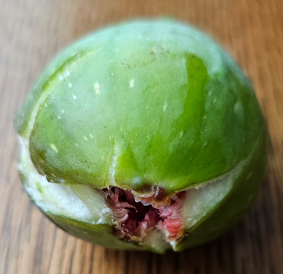 Monthana Verde Herbstfeige aussen2.jpg