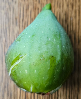 Monthana Verde Herbstfeige aussen1.jpg