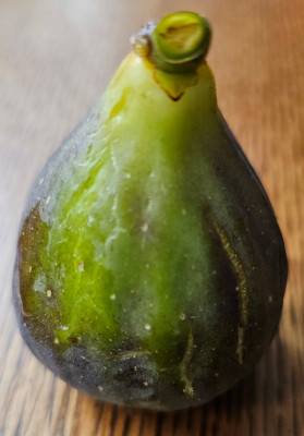 Ondata FDM Herbstfeige aussen1.jpg