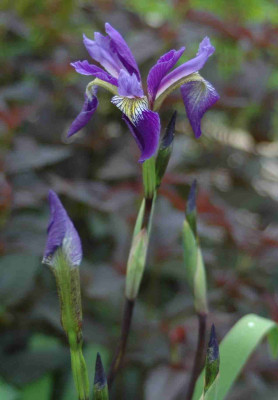 A9350a.JPG