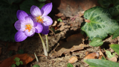 IMG_2182C speciosus.jpg