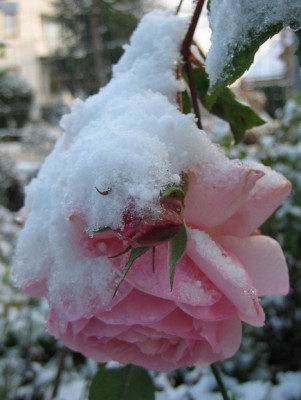 Heritage_mit_Schneemutze.jpg