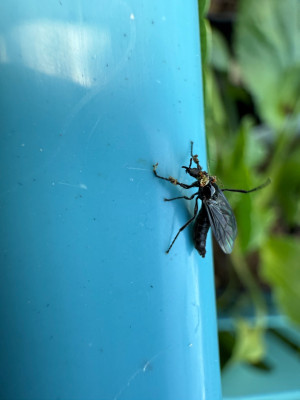 Dilophus febrilis
